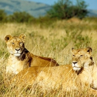 African Lions