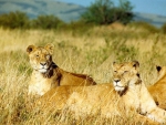 African Lions