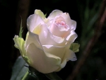 Pale Pink Rose