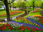 Tulips garden