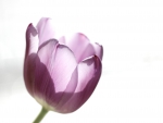 Purple Tulip