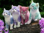 PASTEL COLOR KITENS