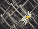 Encaged Daisy