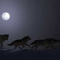 Running with the pack