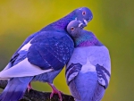 Pigeons in love