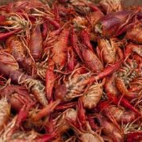 Louisiana Crawfish