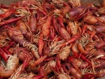 Louisiana Crawfish