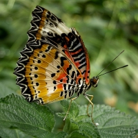 Pretty Butterfly
