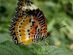 Pretty Butterfly