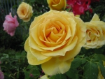 Large Yellow Rose
