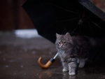 Rain cat