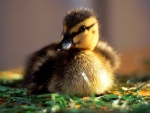 Duckling