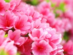 Beautiful Pink Spring