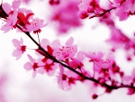 Beautiful pink spring blossoms