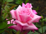 Large Pink Rose