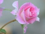Soft Pink Rose