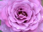 Soft Purple Rose