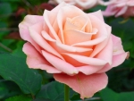 Light Pink Rose