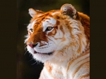 Golden tiger
