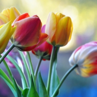 Tulips