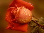 Wet Rose