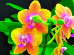 Beautiful orchid in closeup