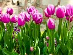 Purple tulip flowers
