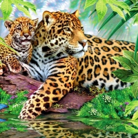 Leopards