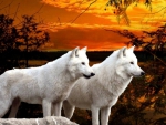 White Wolves at Sunset