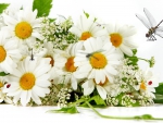 Chamomile Nature II