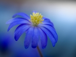 Blue Petals