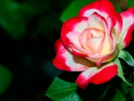A Beautiful Rose