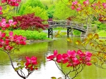 Spring flowers and bridge in park