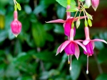 Pink fuchsia flowers