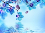 â™¥Blue Orchidâ™¥