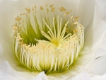 Cactus flower