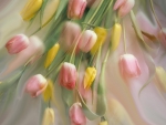 SOFT TULIPS