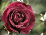 Magenta Rose