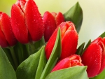 Beautiful Red Tulips