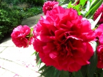 Lovely Red Peonies