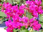 Spring Orchids