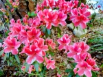 Beautiful pink azalia