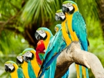 MACAWS