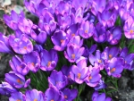 Purple Crocuses!
