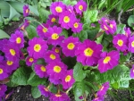 Primula