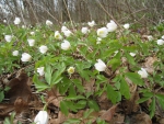 White Wood Anemone