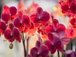 Red Orchids