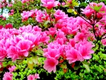 Spring azalea in pink â™¥â™¥â™¥ For Dear Karyn â™¥â™¥â™¥