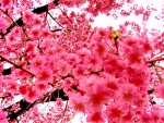 Pink cherry blossoms in spring