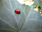 ladybird